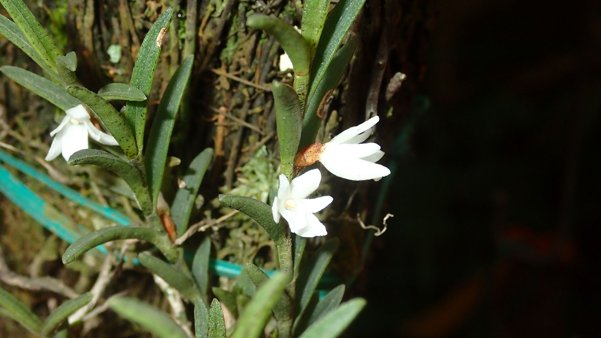 Angraecum humblotianum — houseplant care guide