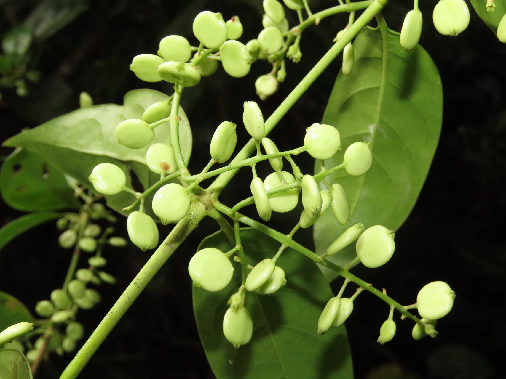 Chiococca belizensis fruit