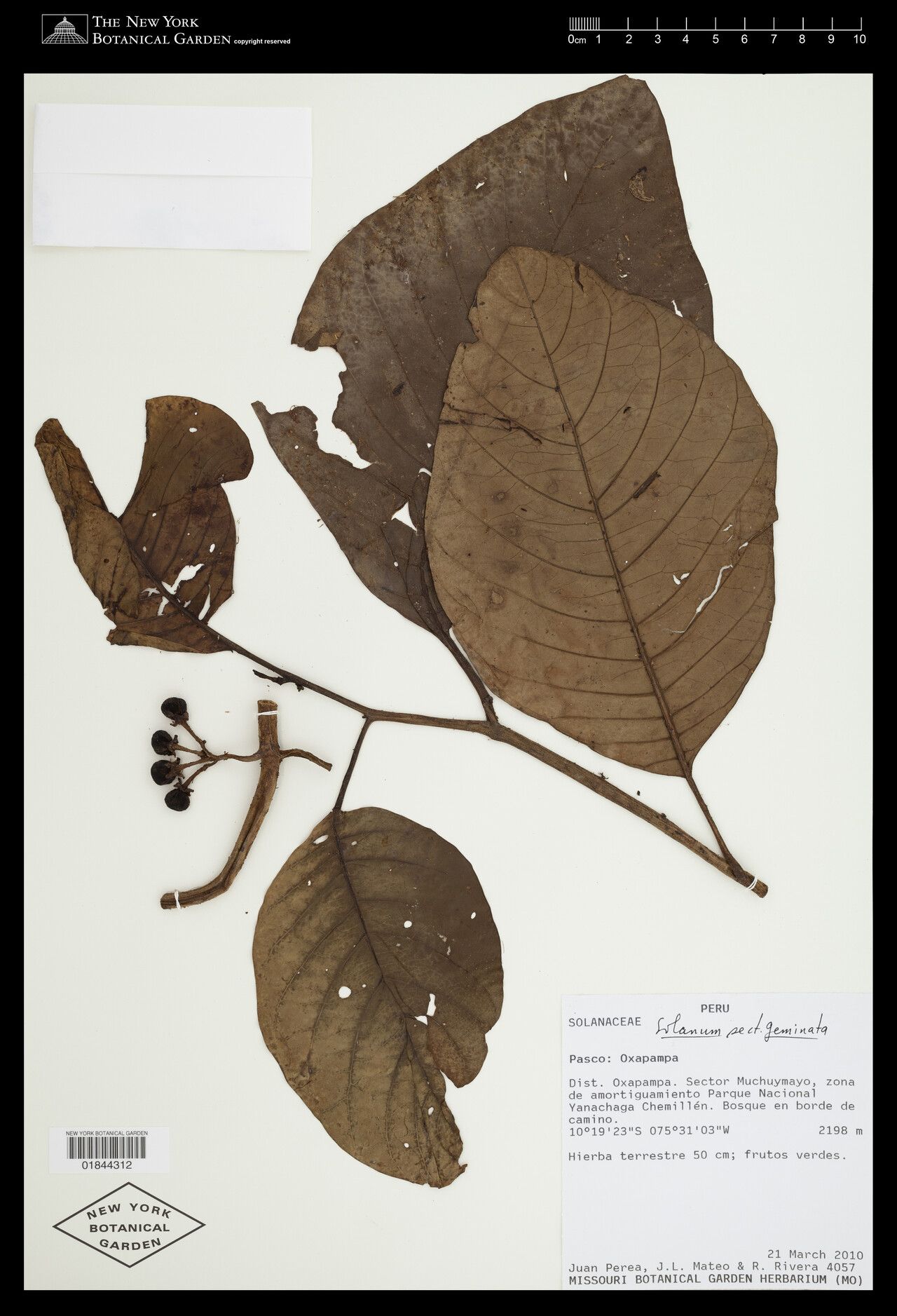 Solanum robustifrons — houseplant care guide