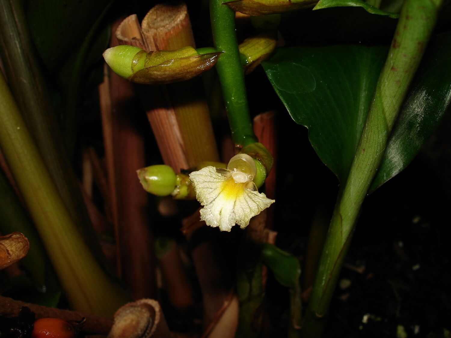 Renealmia polypus flower