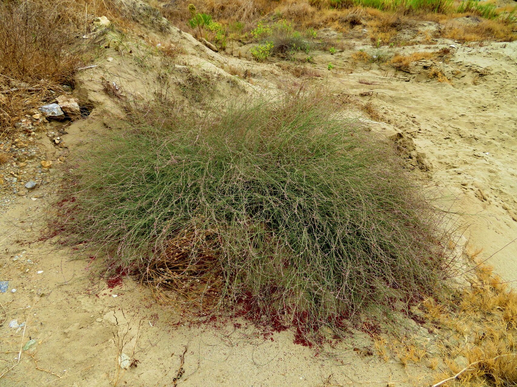 Polygonum equisetiforme — search result for 'Polygonaceae'