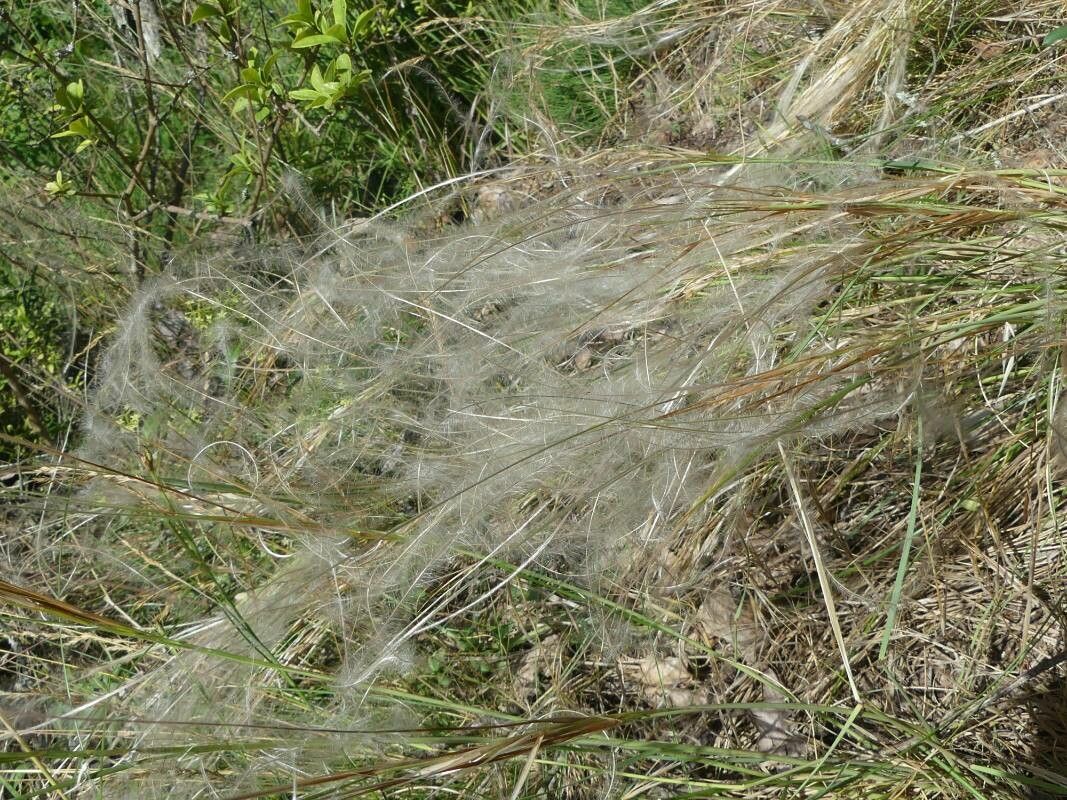 Stipa gallica — search result for 'Stipa'