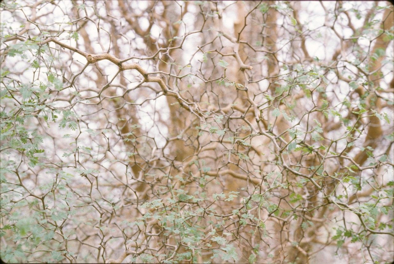 Mimosa delicatula bark