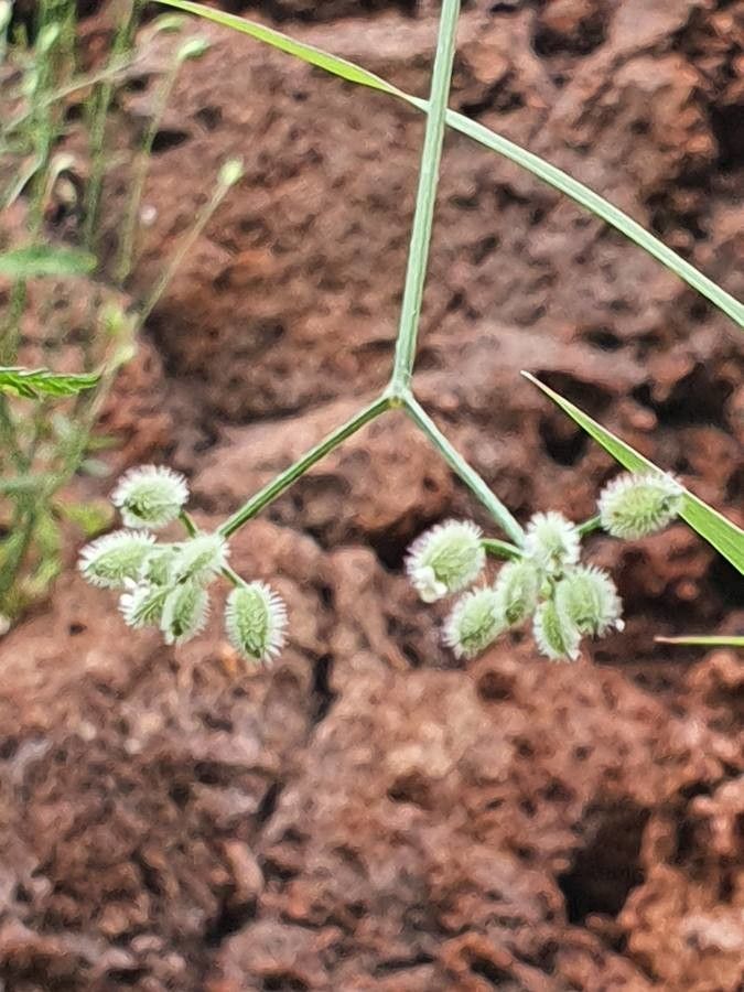Torilis africana fruit