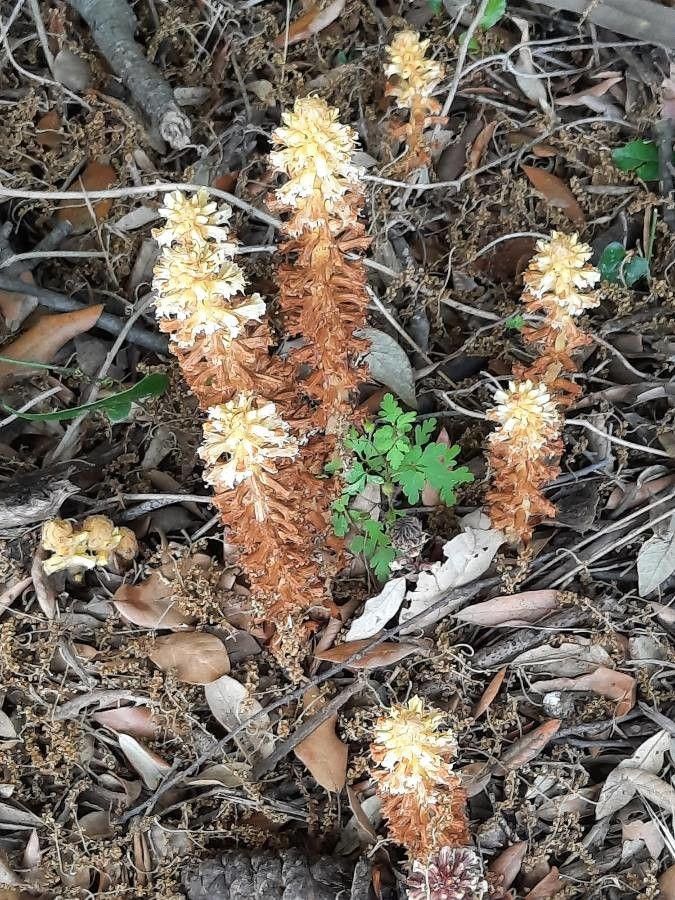 Conopholis alpina flower