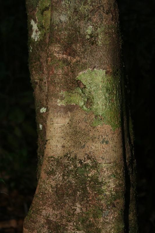 Allophylus robustus bark