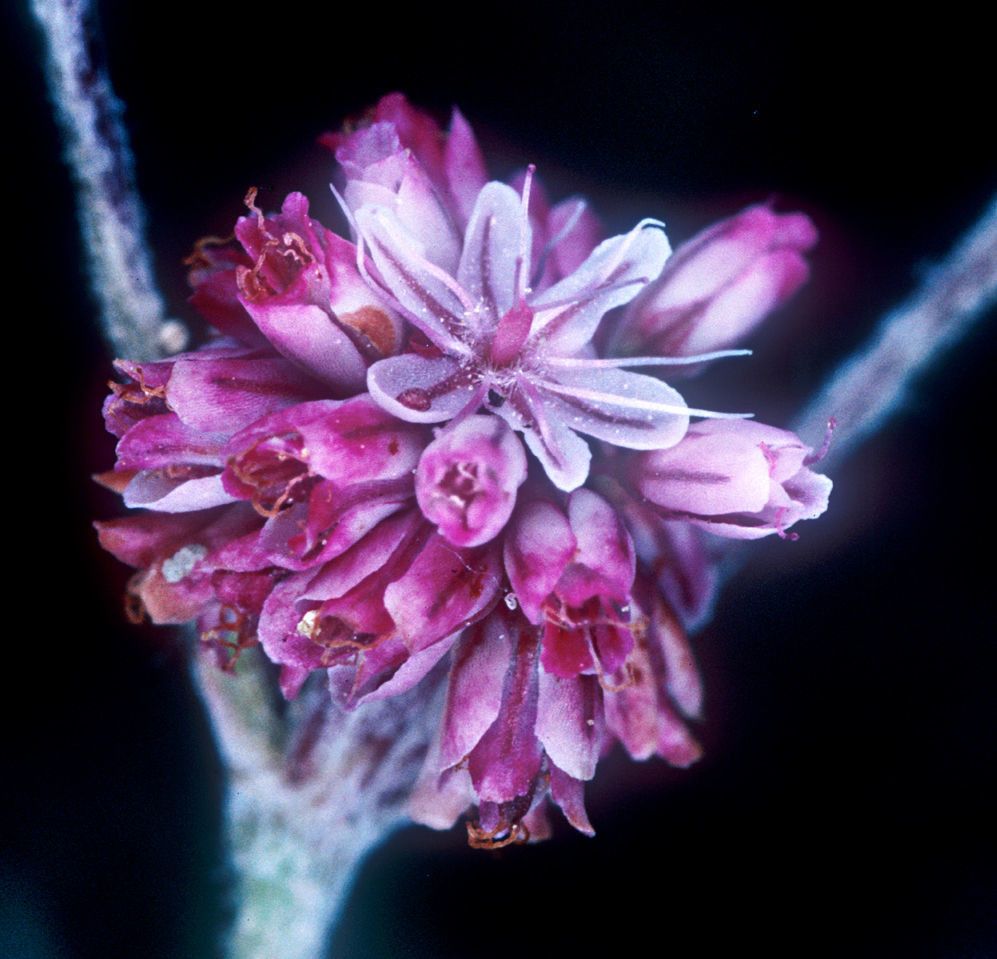 Eriogonum truncatum flower