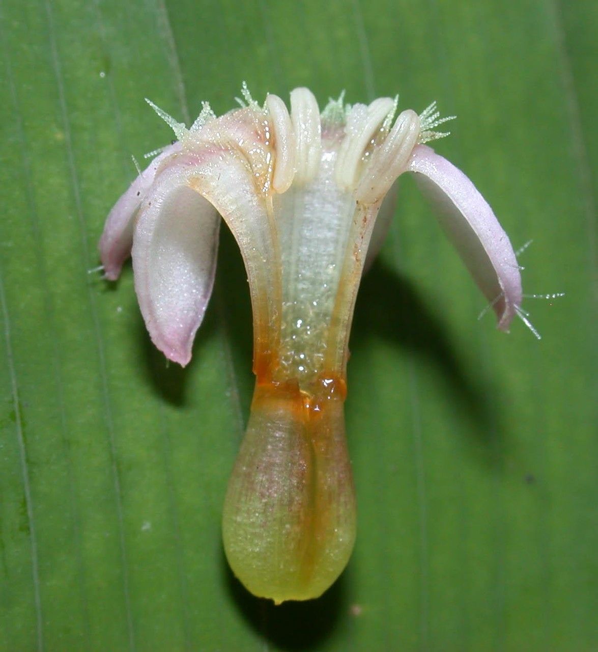 Manettia longipedicellata flower