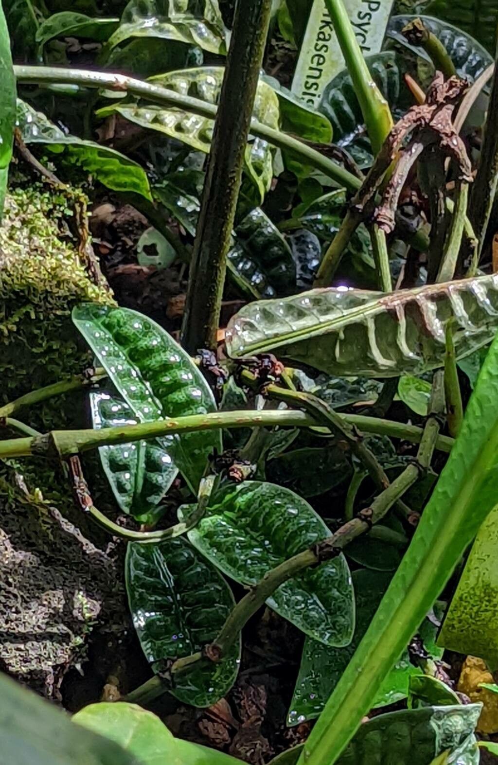 Psychotria ankasensis leaf