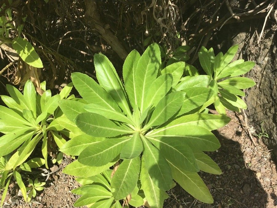 Cheirolophus burchardii — related species from the same genus