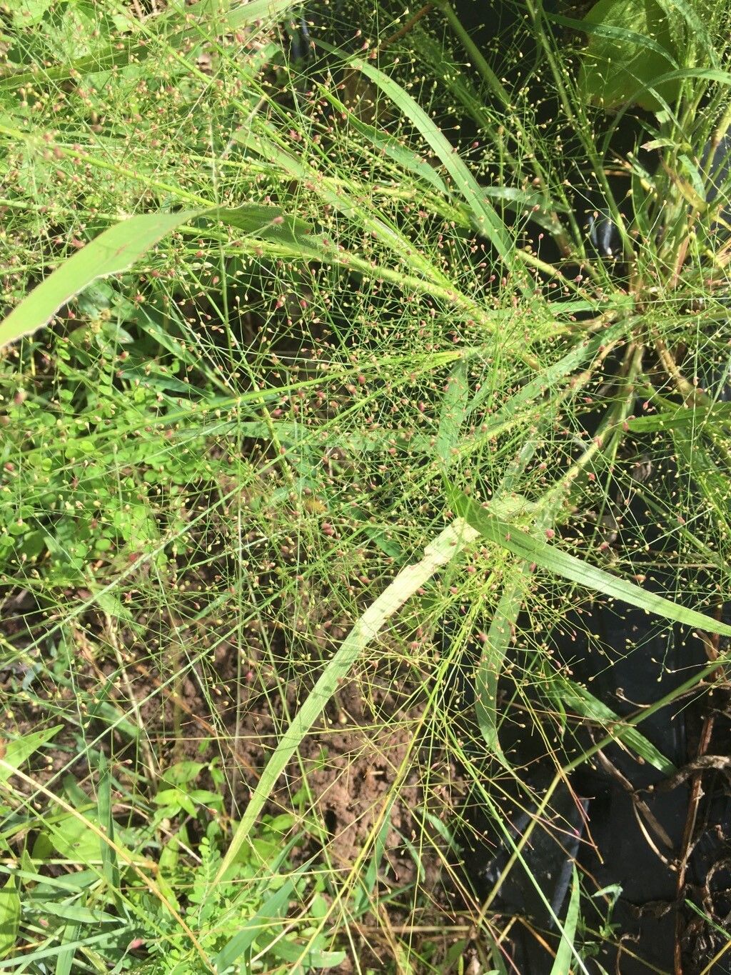 Panicum rudgei flower
