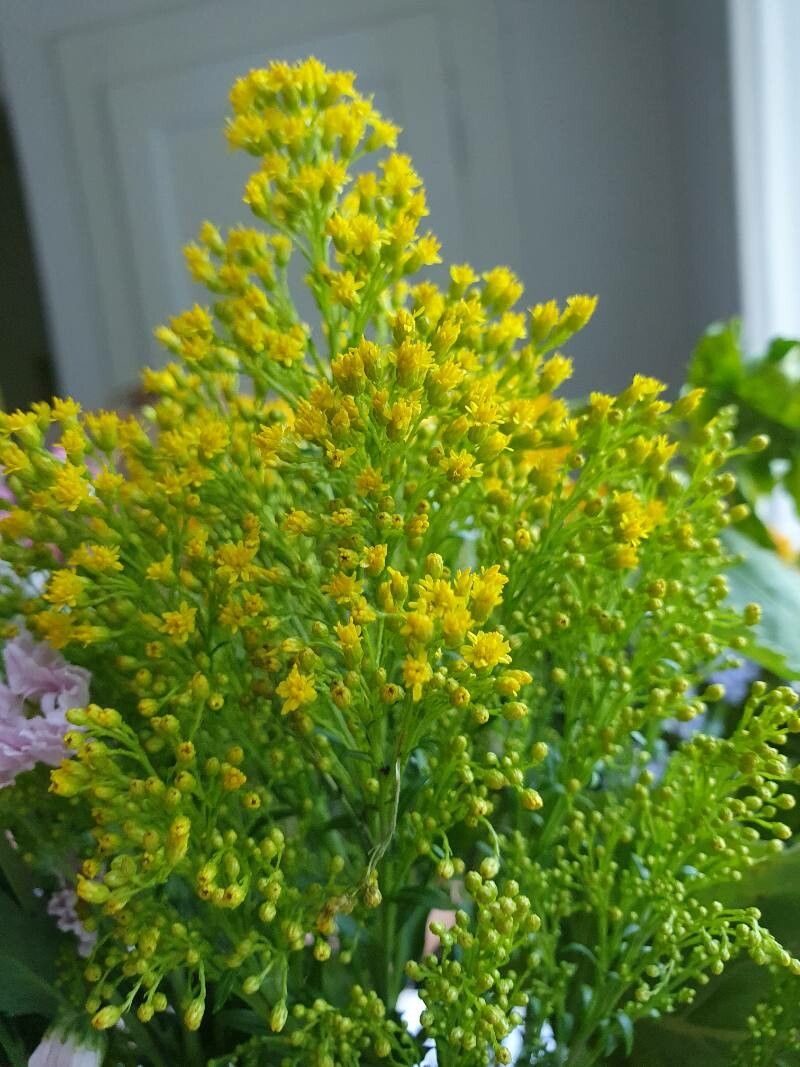 Solidago ohioensis — search result for 'Solidago'