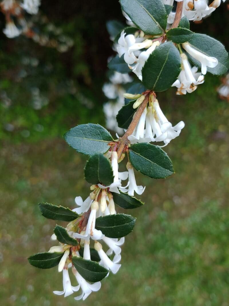 Osmanthus delavayi leaf