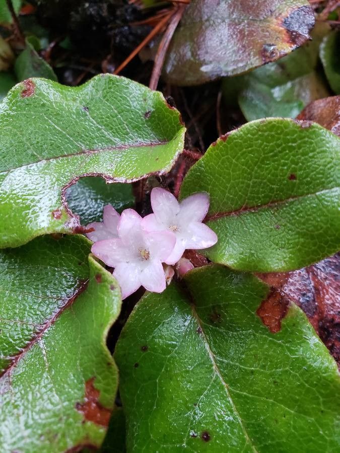 Epigaea repens flower