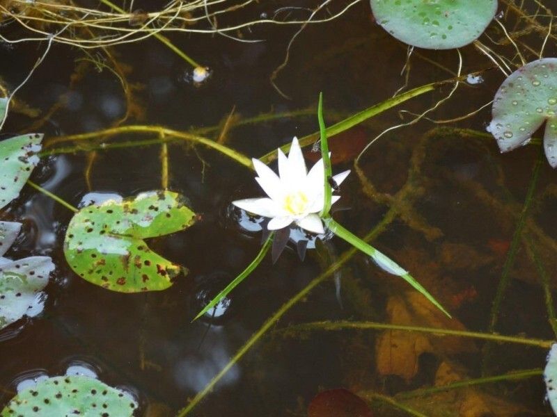 Nymphaea heudelotii flower
