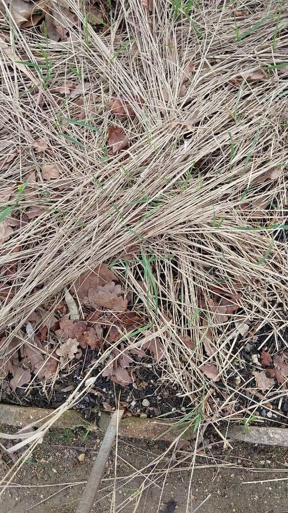 Panicum bulbosum leaf