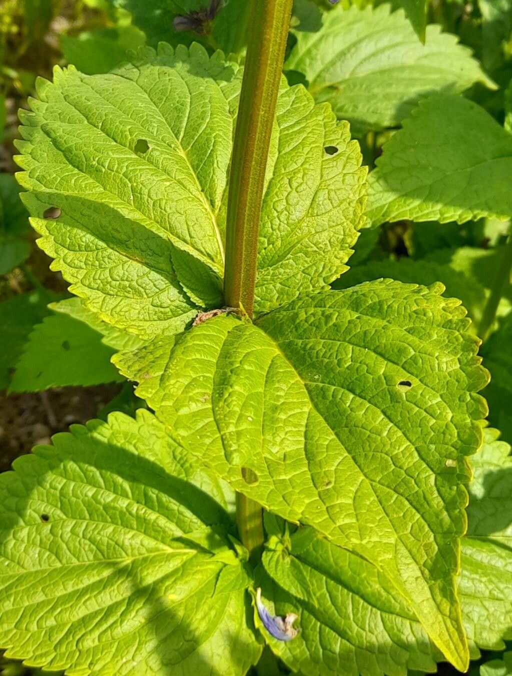 Nepeta yesoensis — houseplant care guide