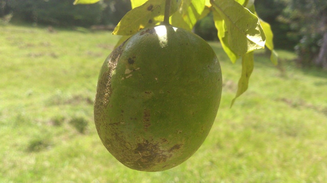 Morisonia pittieri fruit
