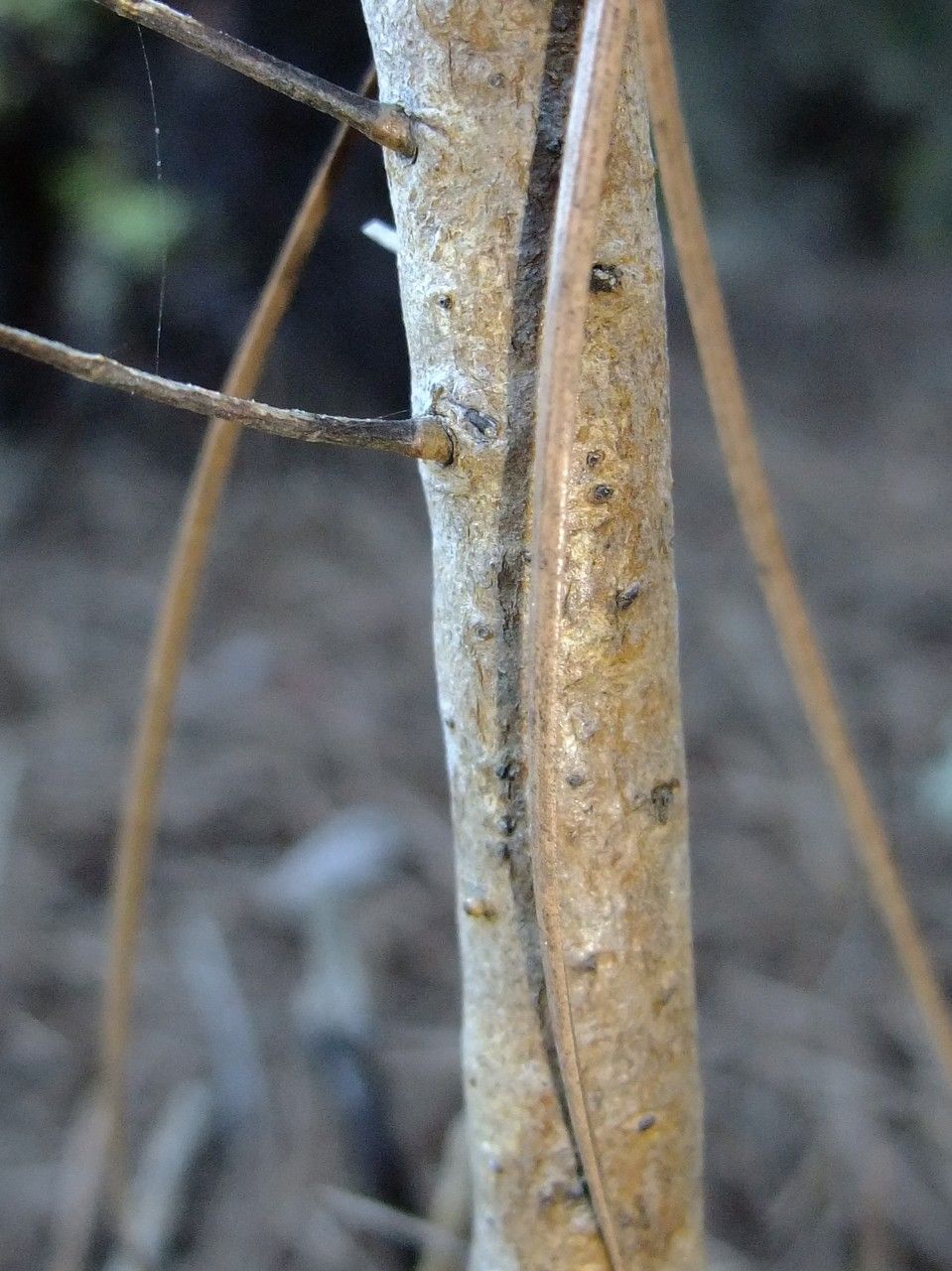 Hypericum reflexum bark