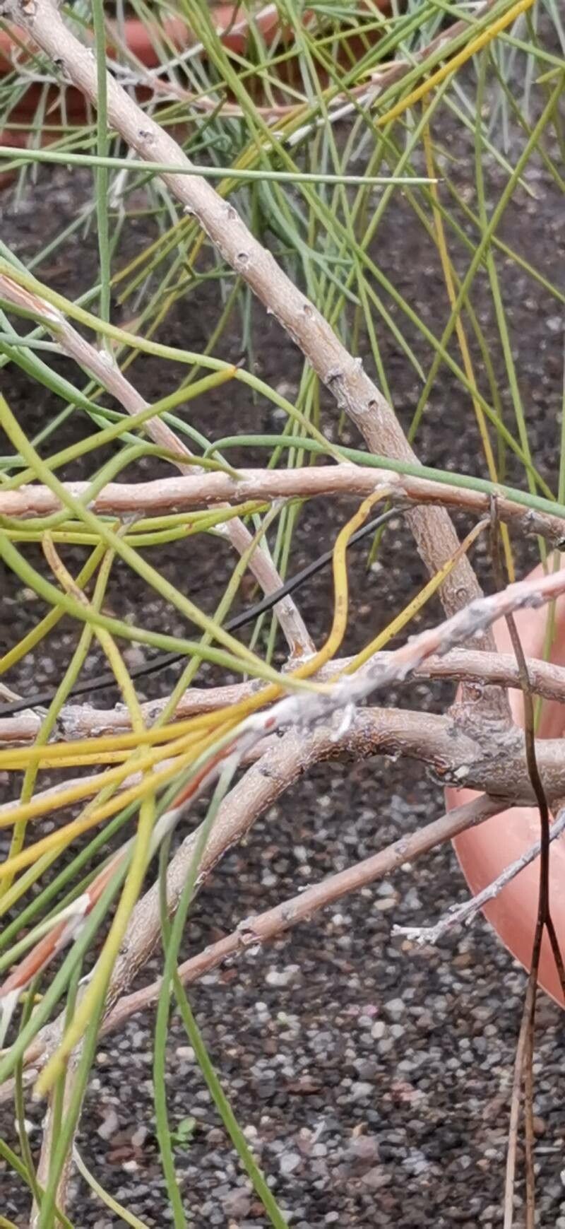 Hakea orthorrhyncha bark