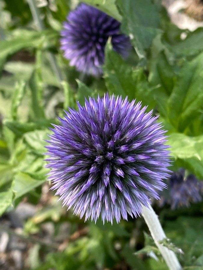 Echinops bannaticus flower
