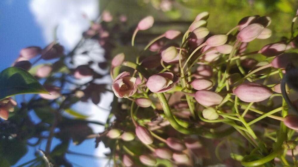 Stauntonia latifolia flower