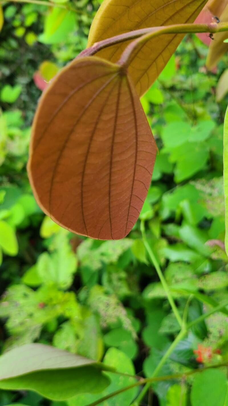 Bauhinia phoenicea leaf