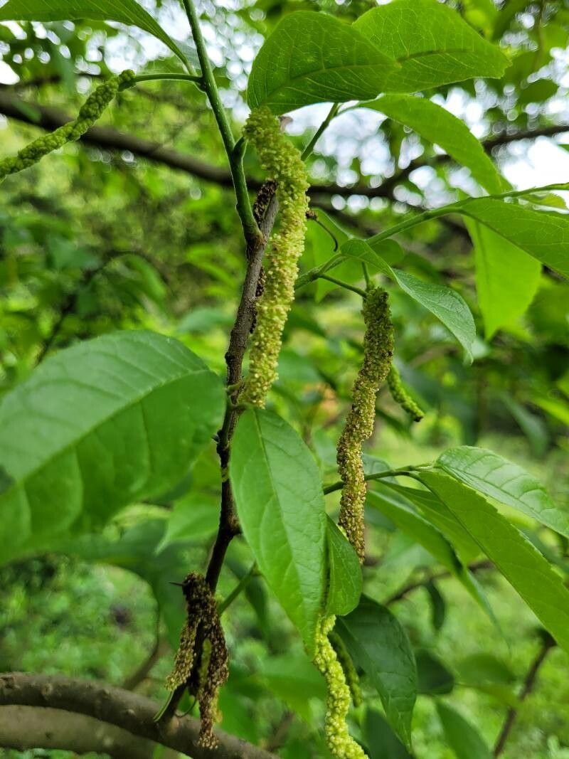 Maclura tinctoria flower