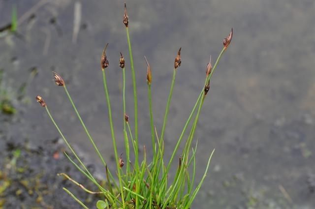 Juncus biglumis habit