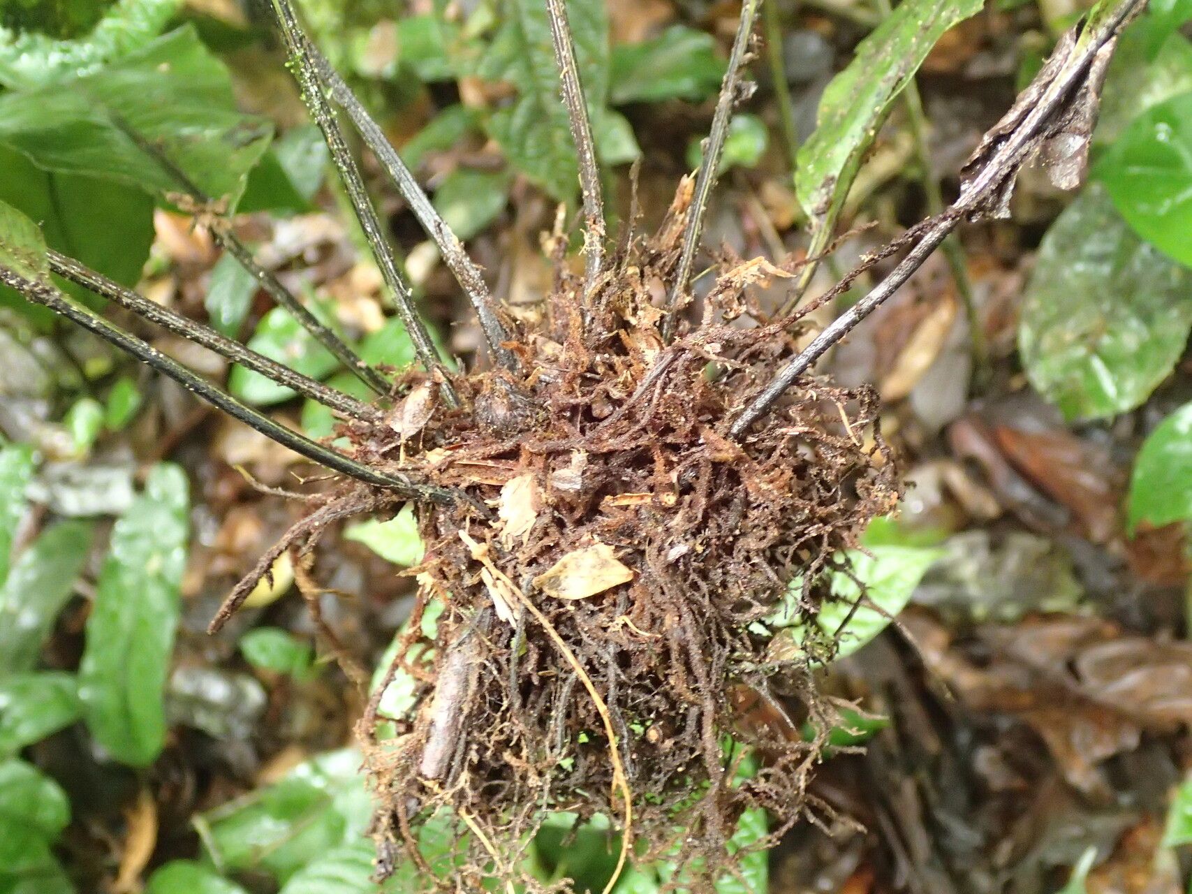 Asplenium annetii other