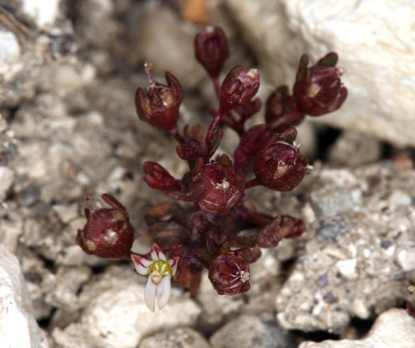 Nemacladus rigidus fruit