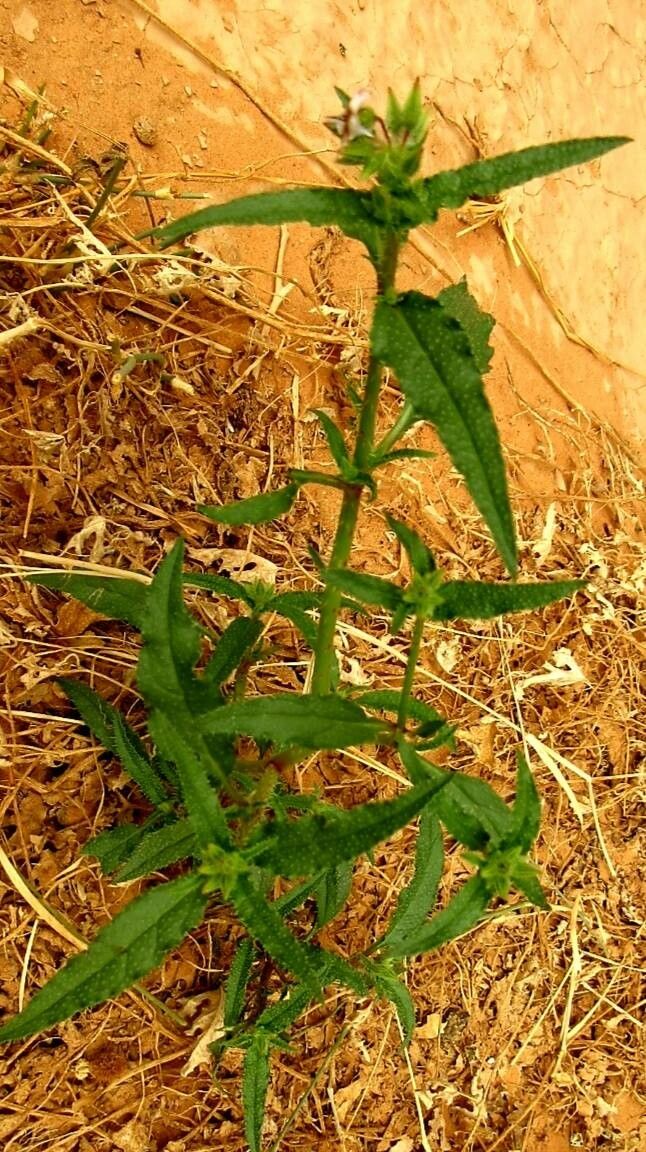 Trichodesma indicum — houseplant care guide