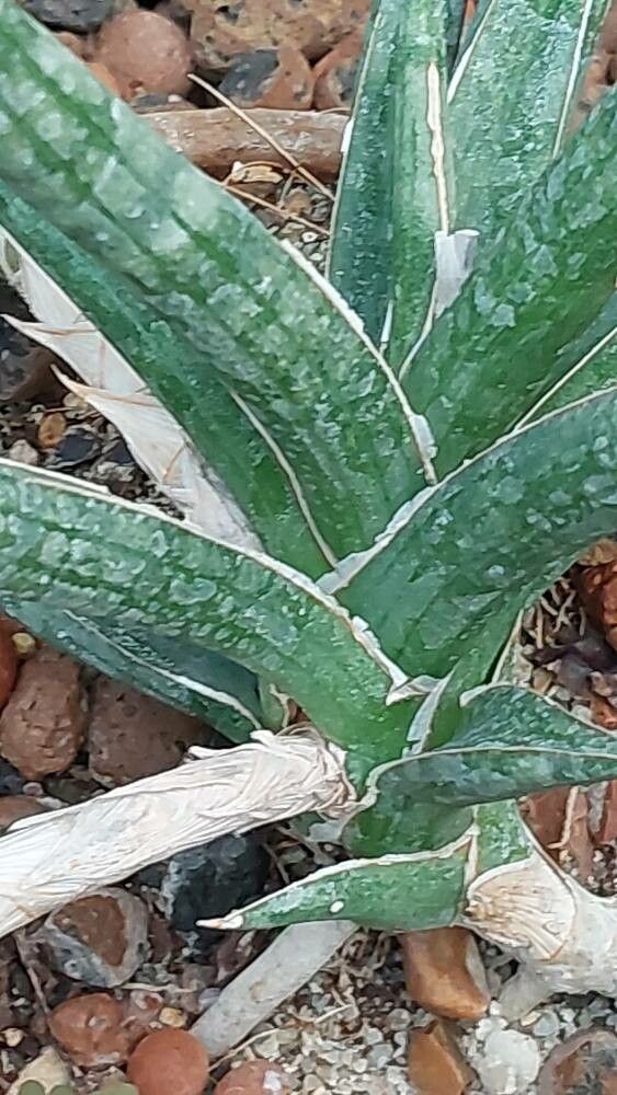 Dracaena ballyi leaf