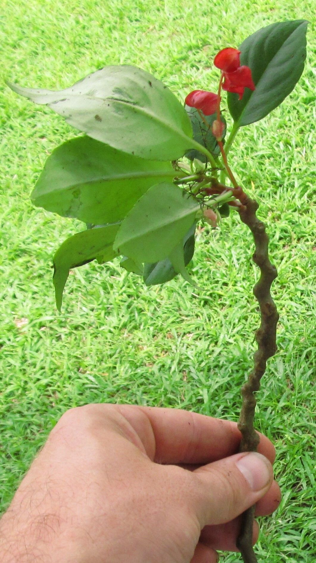 Impatiens etindensis habit