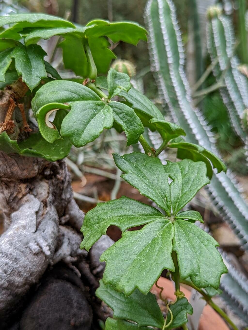 Cyphostemma quinatum — houseplant care guide