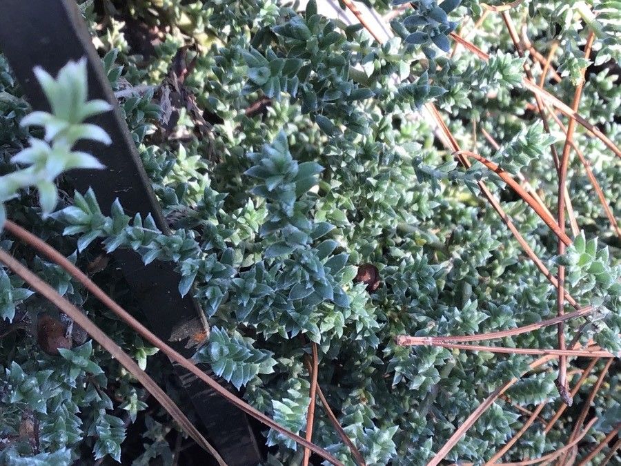 Melaleuca diosmifolia — search result for 'Melaleuca'