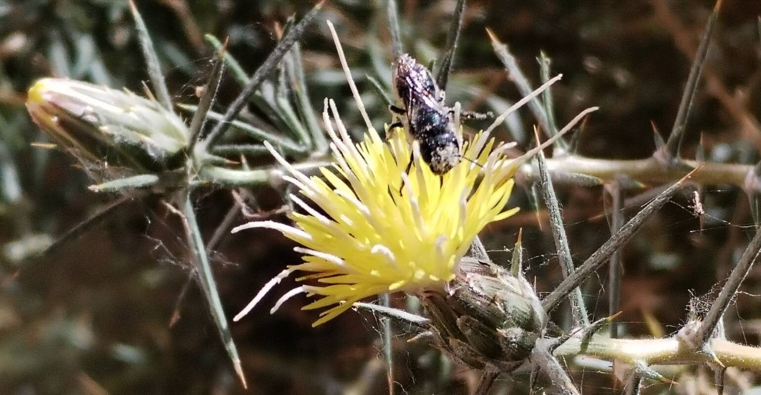 Carthamus fruticosus — search result for 'Carthamus'