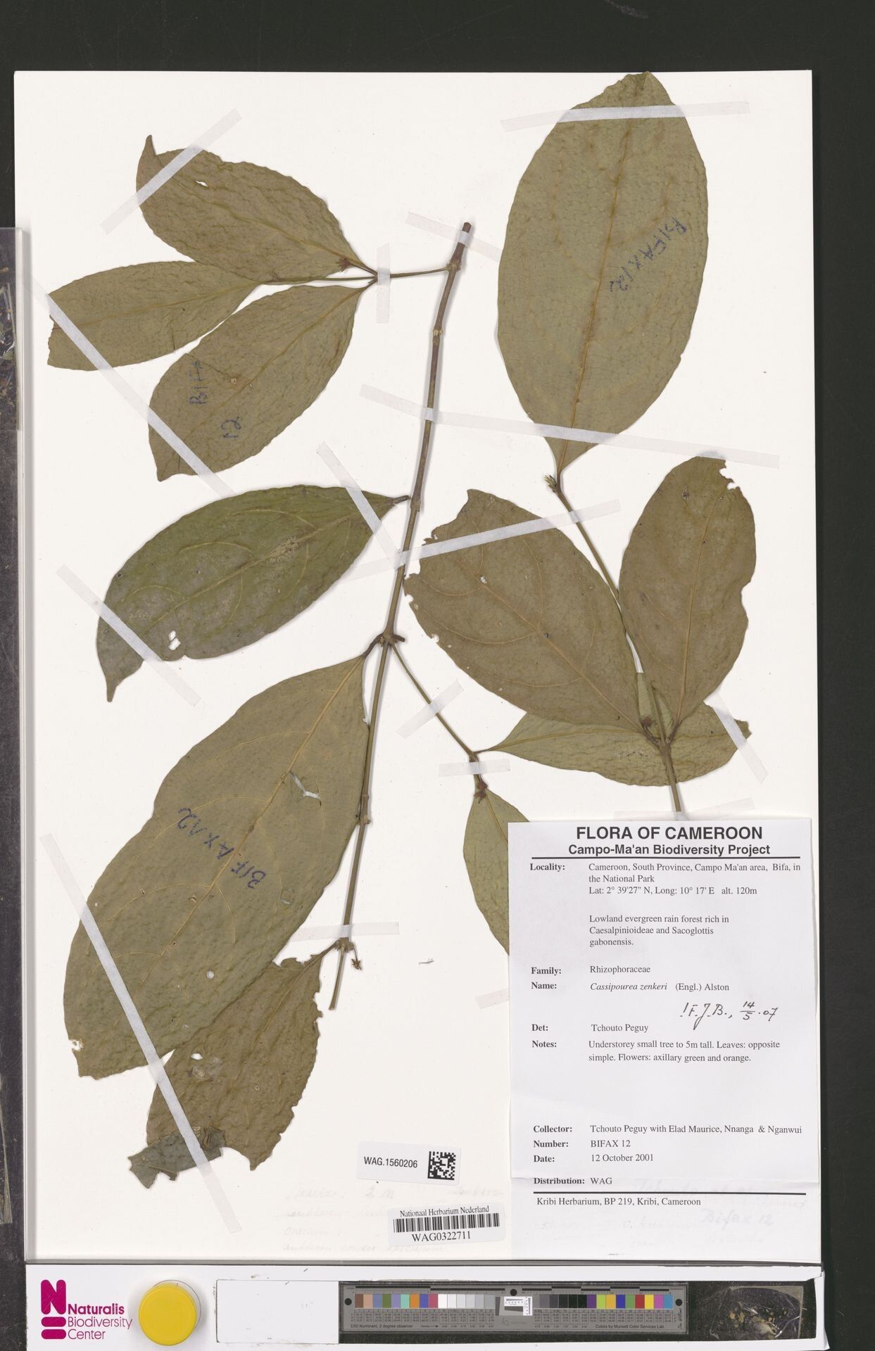 Cassipourea zenkeri — search result for 'Cassipourea'