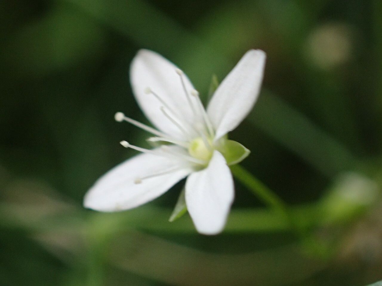 Moehringia intermedia flower