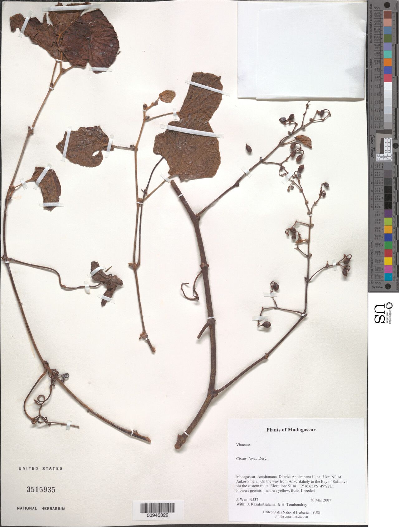 Cissus lanea — houseplant care guide