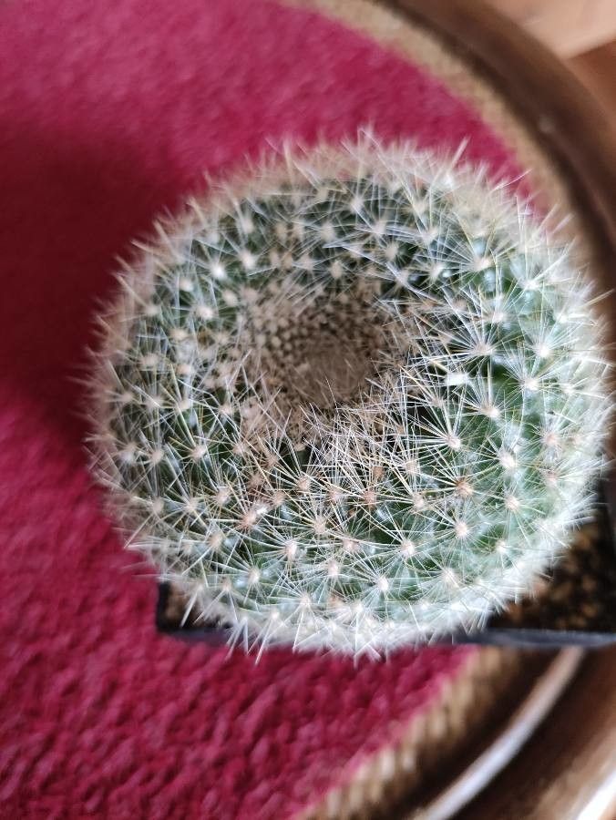 Parodia haselbergii leaf