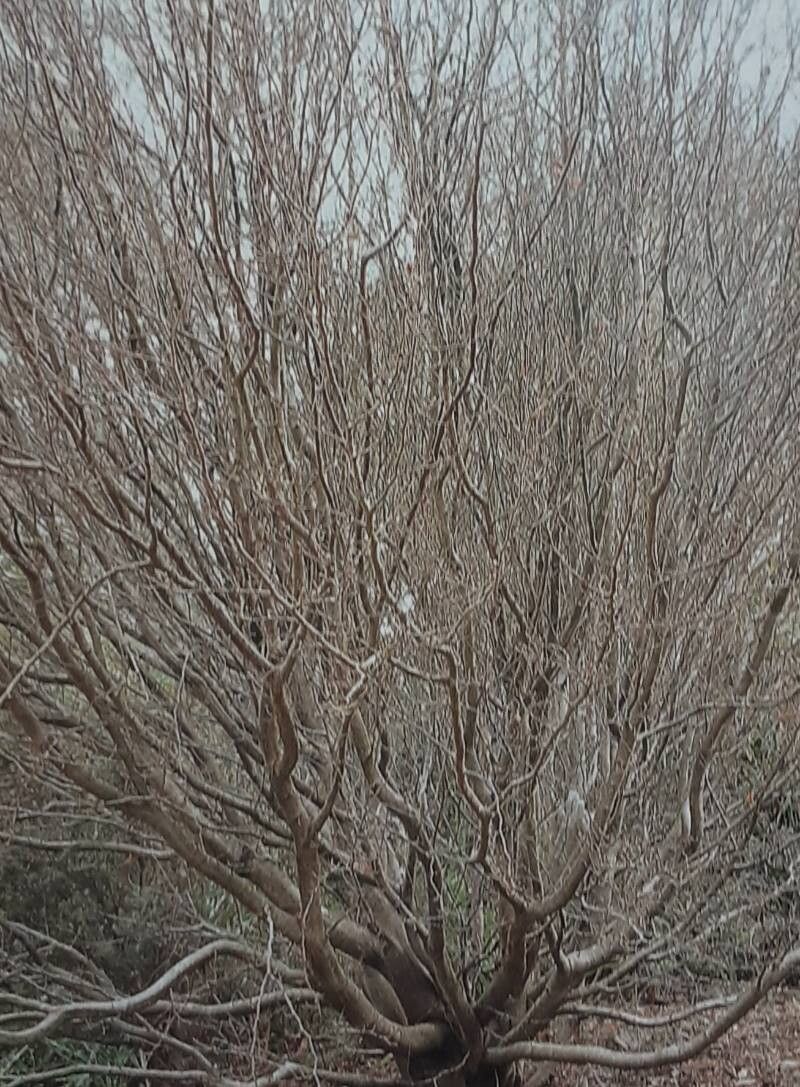 Nothofagus gunnii — search result for 'Nothofagus'