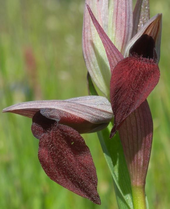 Serapias olbia flower