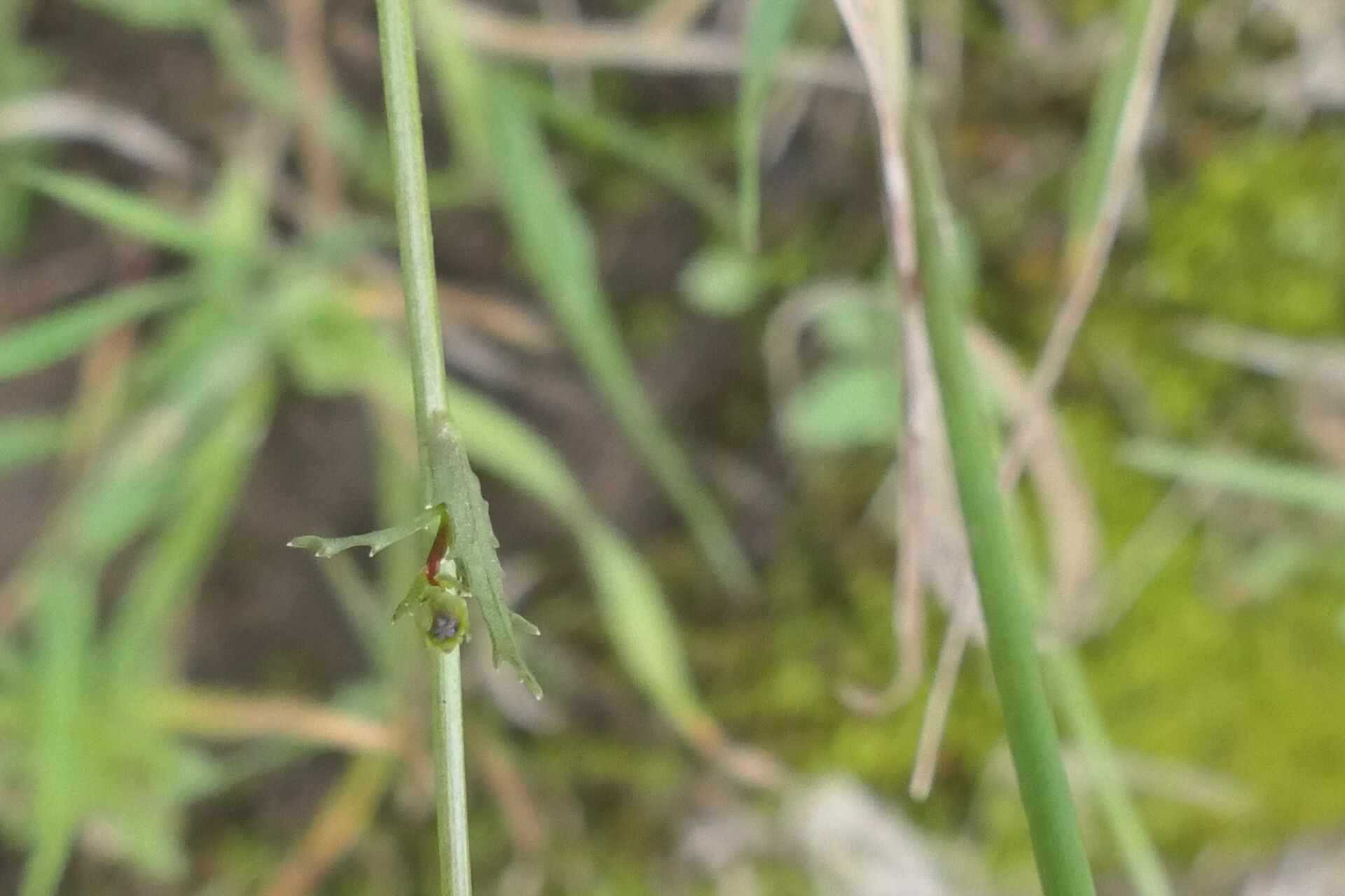 Wahlenbergia undulata — houseplant care guide