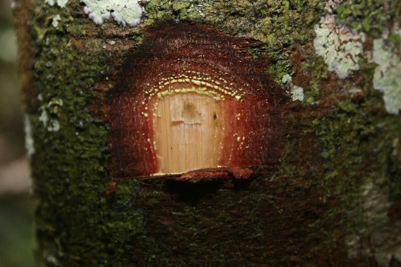 Garcinia benthamiana other