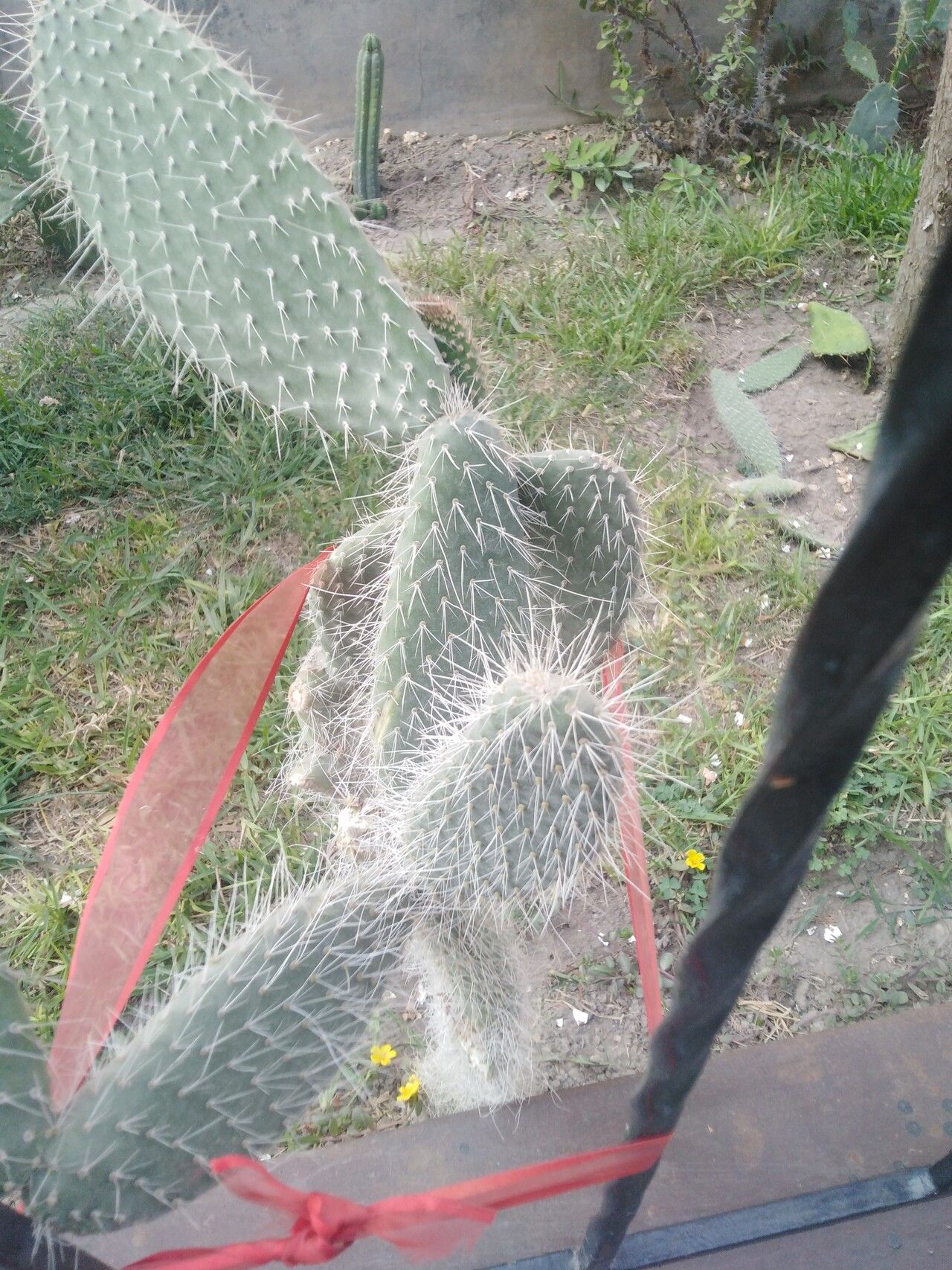Opuntia erinacea bark