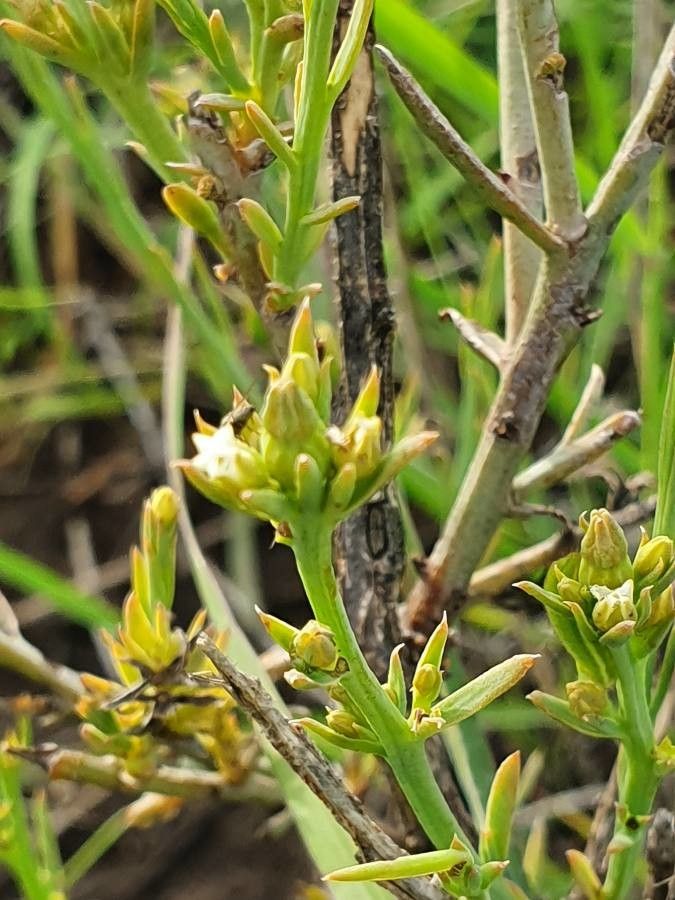 Thesium stuhlmannii flower
