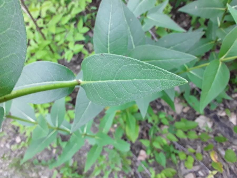 Silphium radula leaf