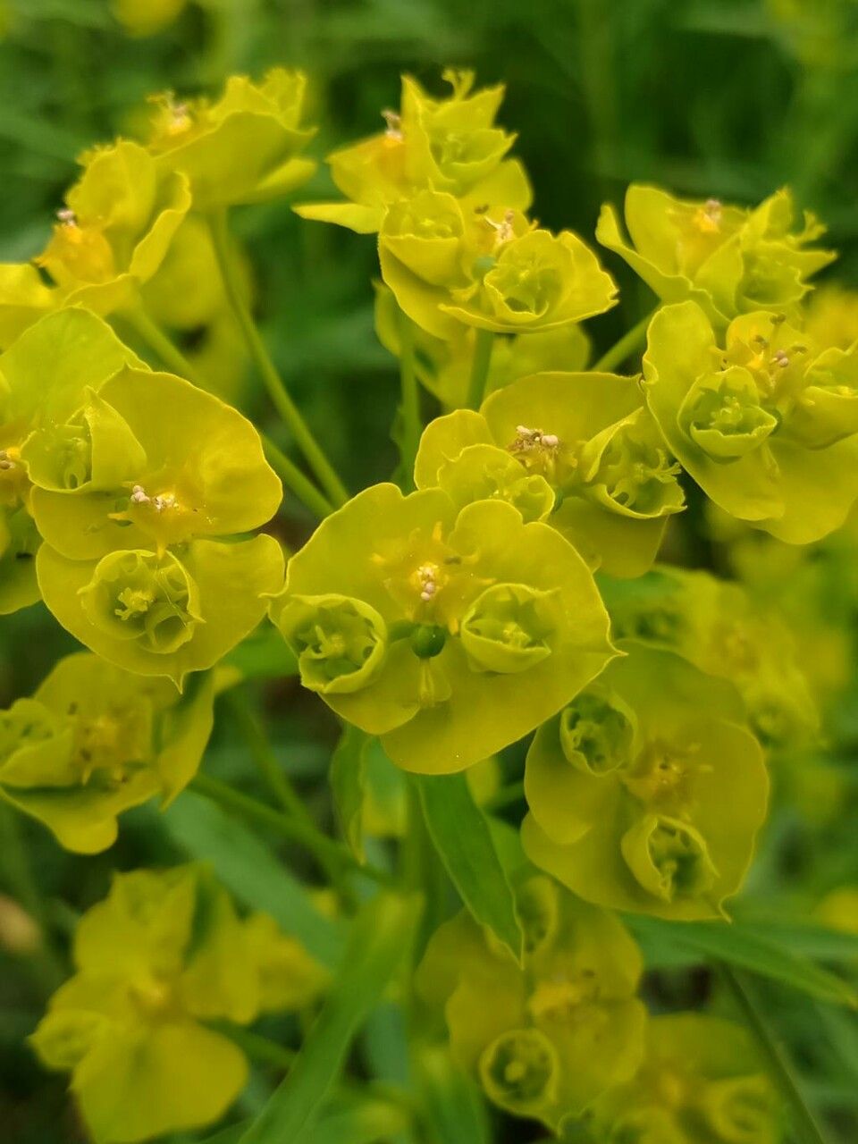 Euphorbia esula flower