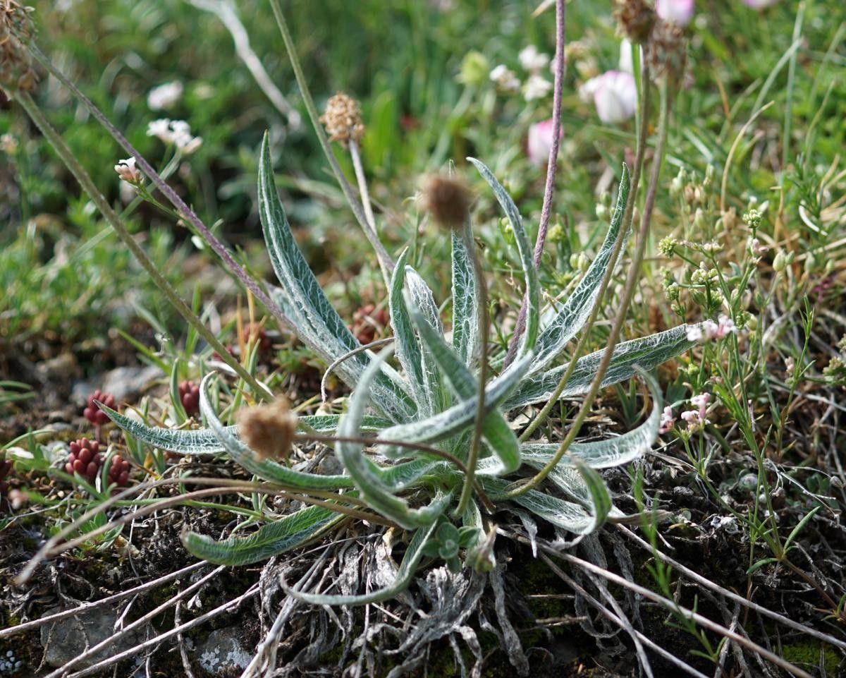 Plantago nivalis habit